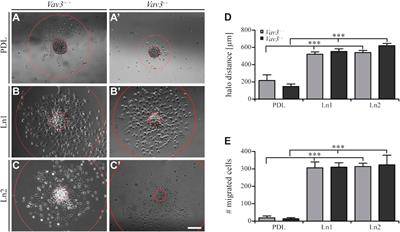 The guanine nucleotide exchange factor Vav3 intervenes in the migration pathway of oligodendrocyte precursor cells on tenascin-C